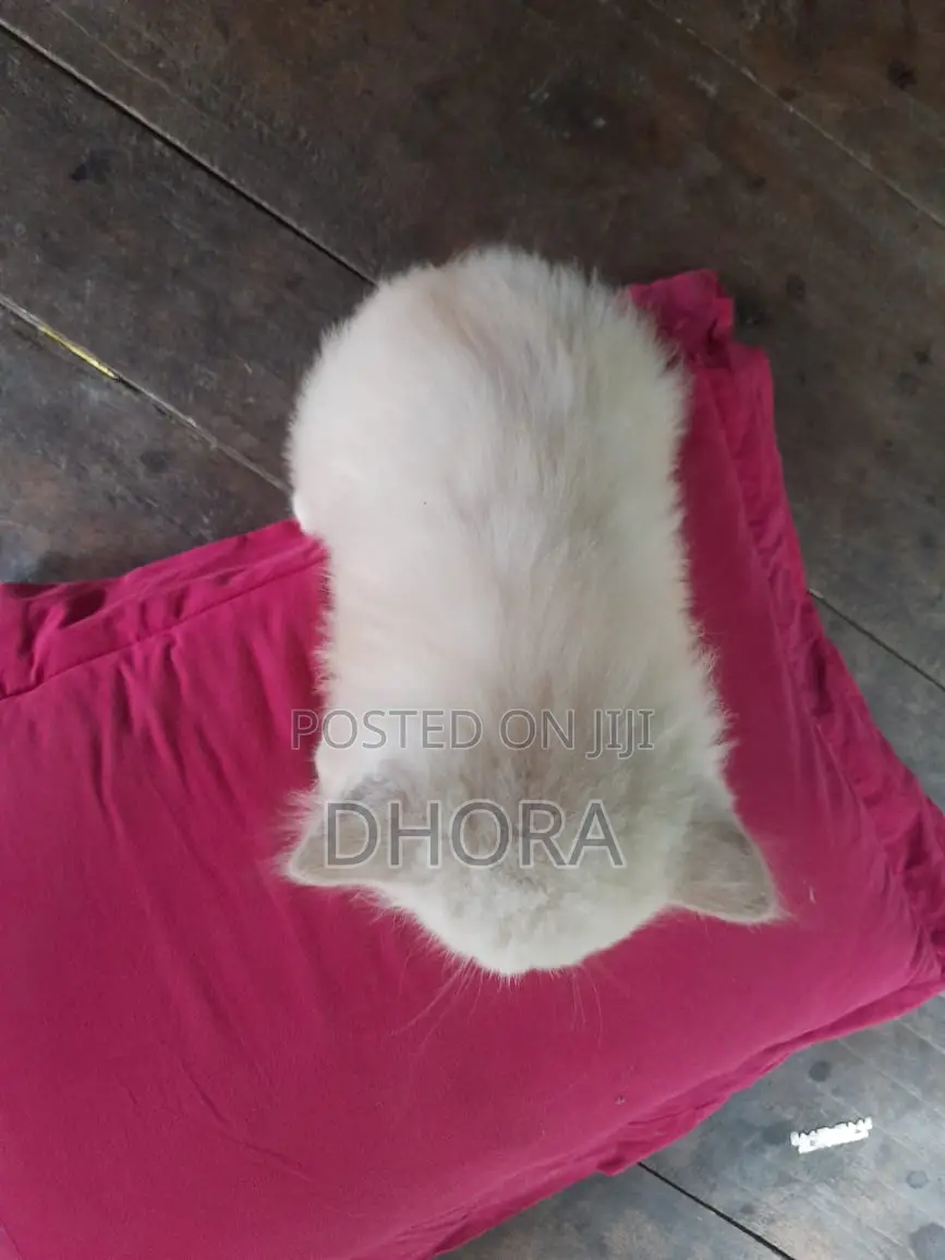 1-3 Months Female Purebred Persian