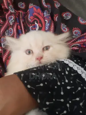 1-3 Months Female Purebred Persian