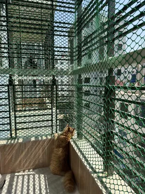 Cat Proof Net