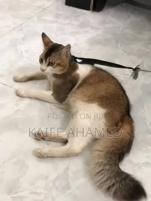 Photo - 6-12 Months Male Purebred Persian