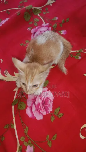 Photo - 1-3 Months Female Purebred Bengal