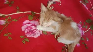 1-3 Months Female Purebred Bengal