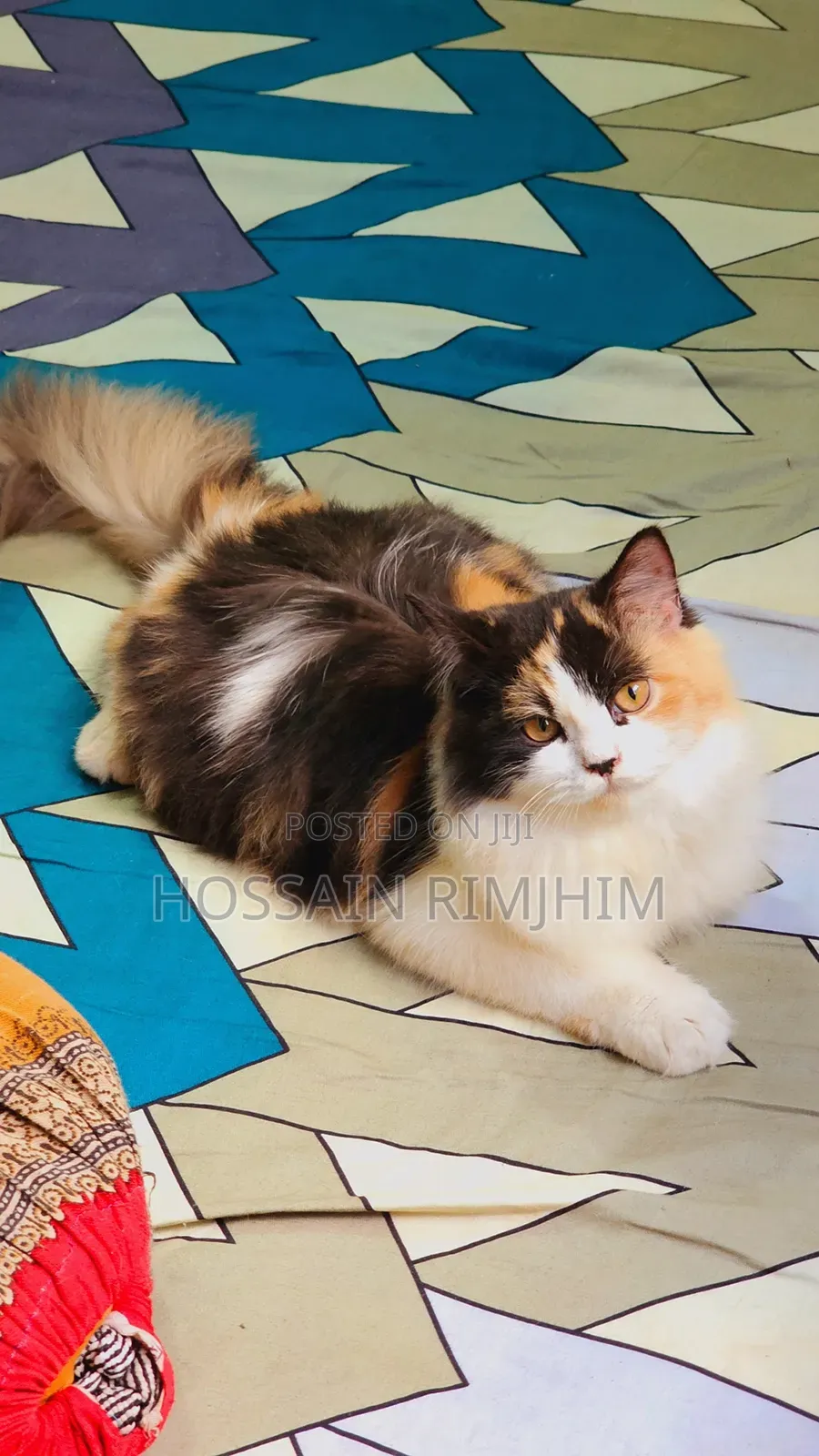 3-6 Months Female Purebred Persian