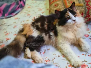 3-6 Months Female Purebred Persian