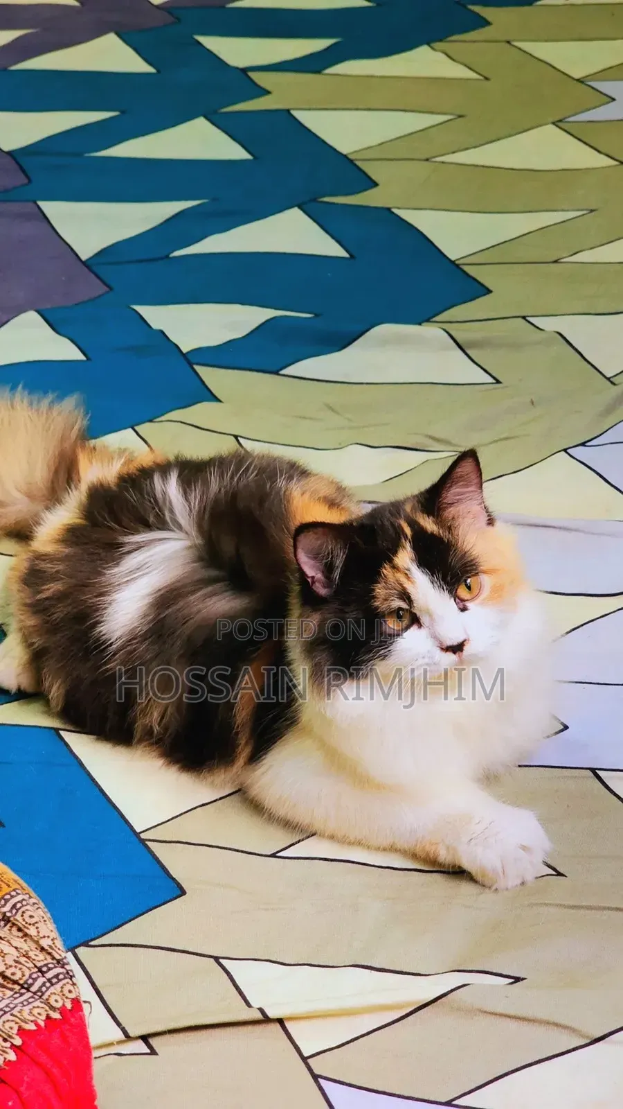 3-6 Months Female Purebred Persian