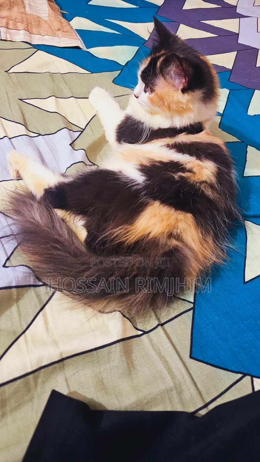 3-6 Months Female Purebred Persian