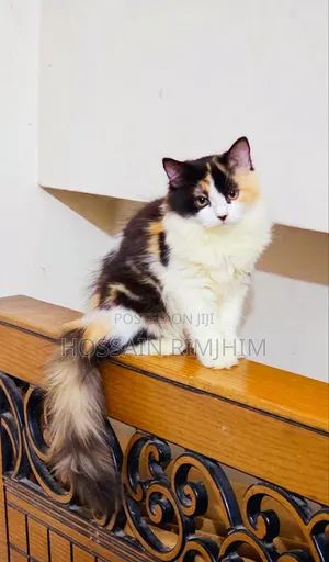 3-6 Months Female Purebred Persian