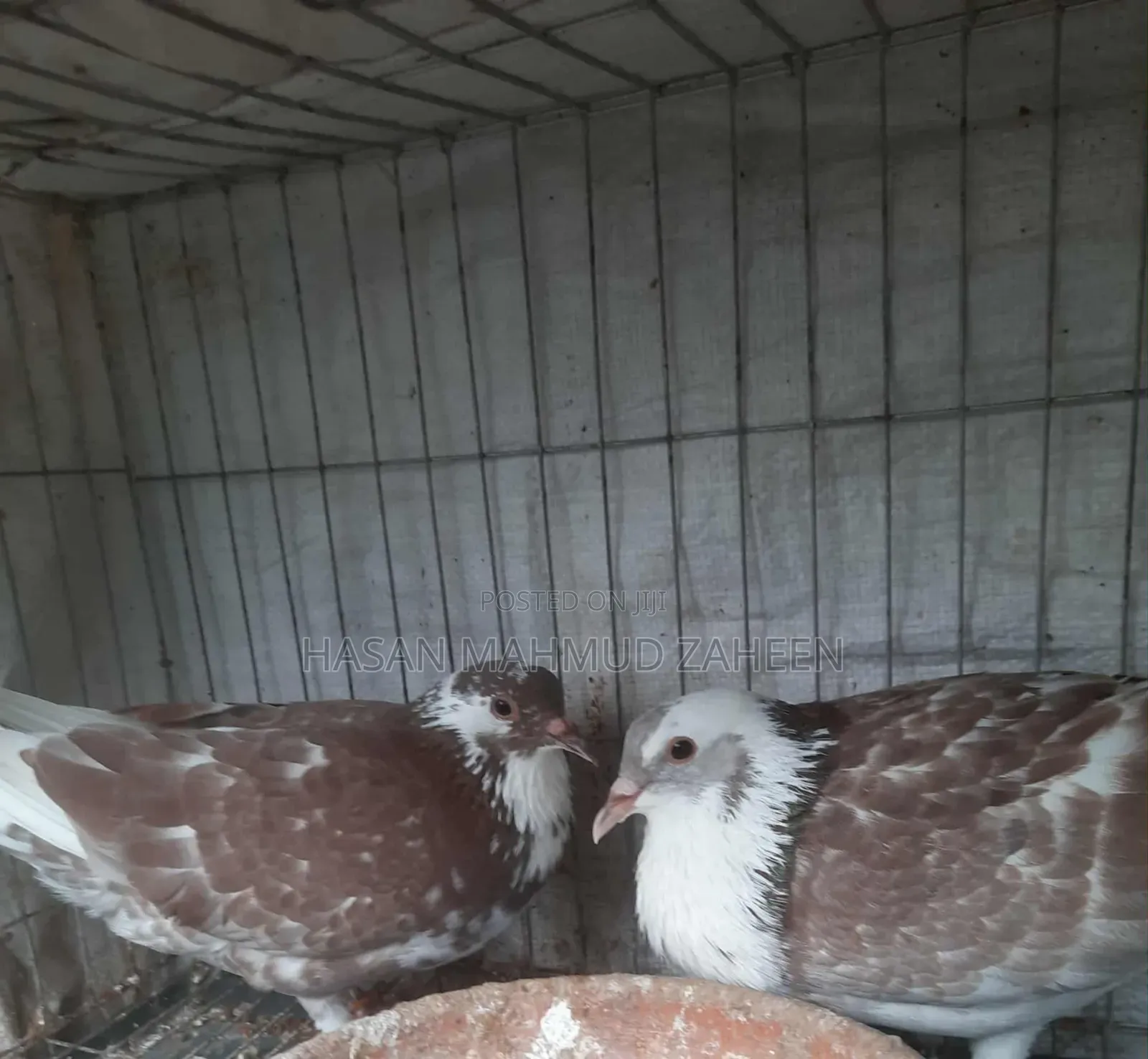 (খাচা সহ) সিরাজী ও দেশি Cross কবুতর জোড়া