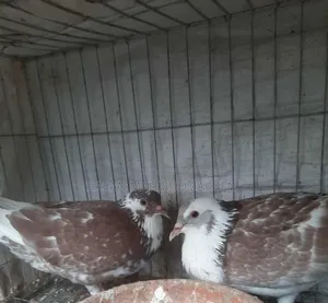 Photo - (খাচা সহ) সিরাজী ও দেশি Cross কবুতর জোড়া