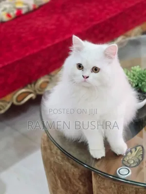 Photo - 1+ Year Female Purebred Persian