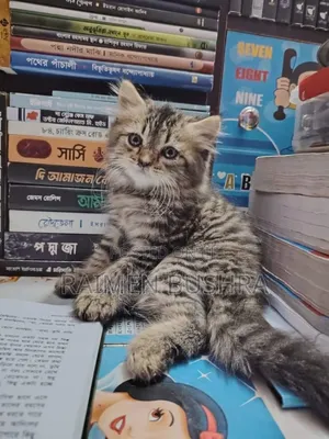 1+ Year Male Purebred Persian