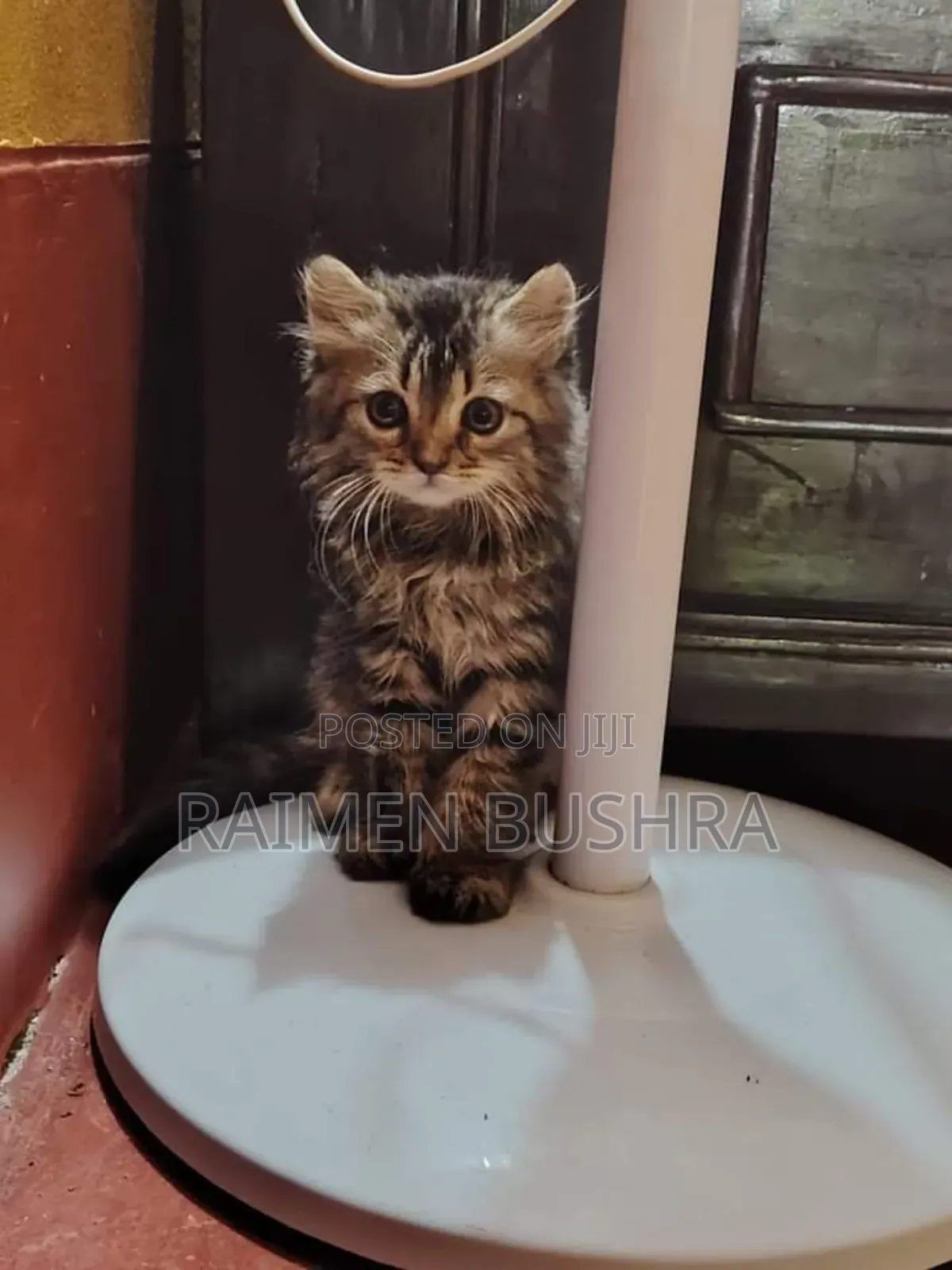 1+ Year Male Purebred Persian