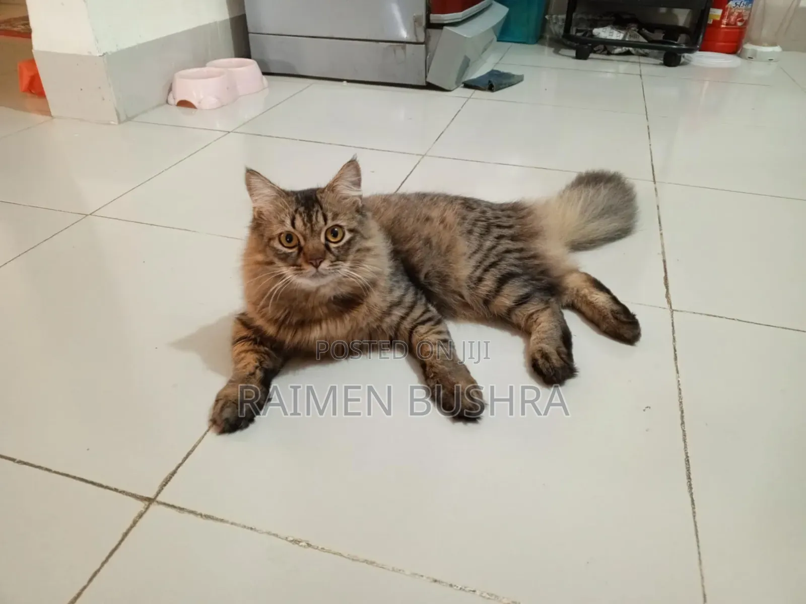 1+ Year Male Purebred Persian
