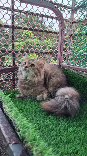 Photo - 1+ Year Male Purebred Persian