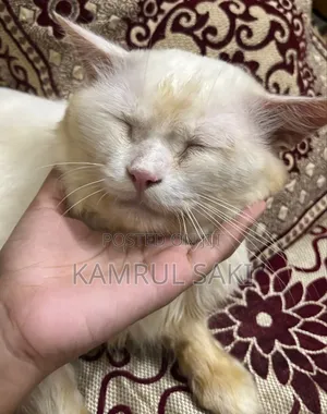 Photo - 1+ Year Female Purebred British Shorthair