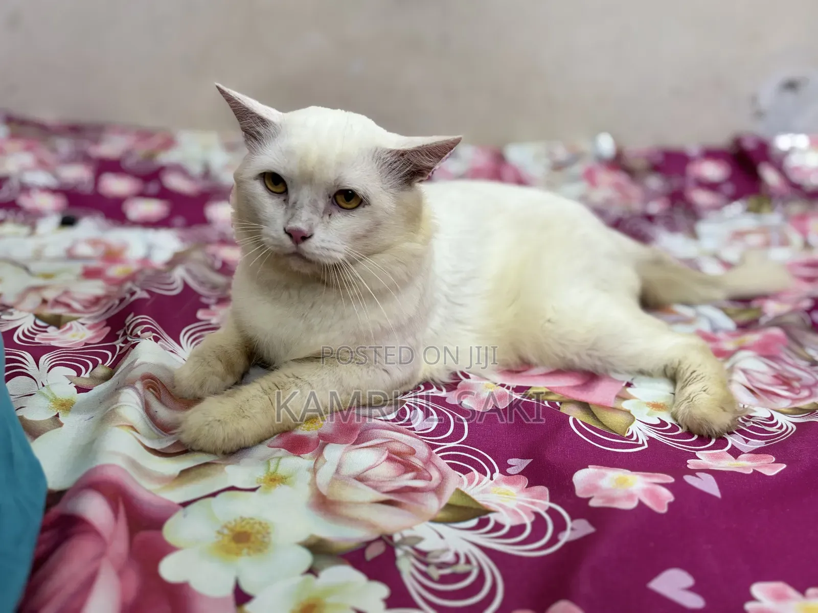 1+ Year Female Purebred British Shorthair