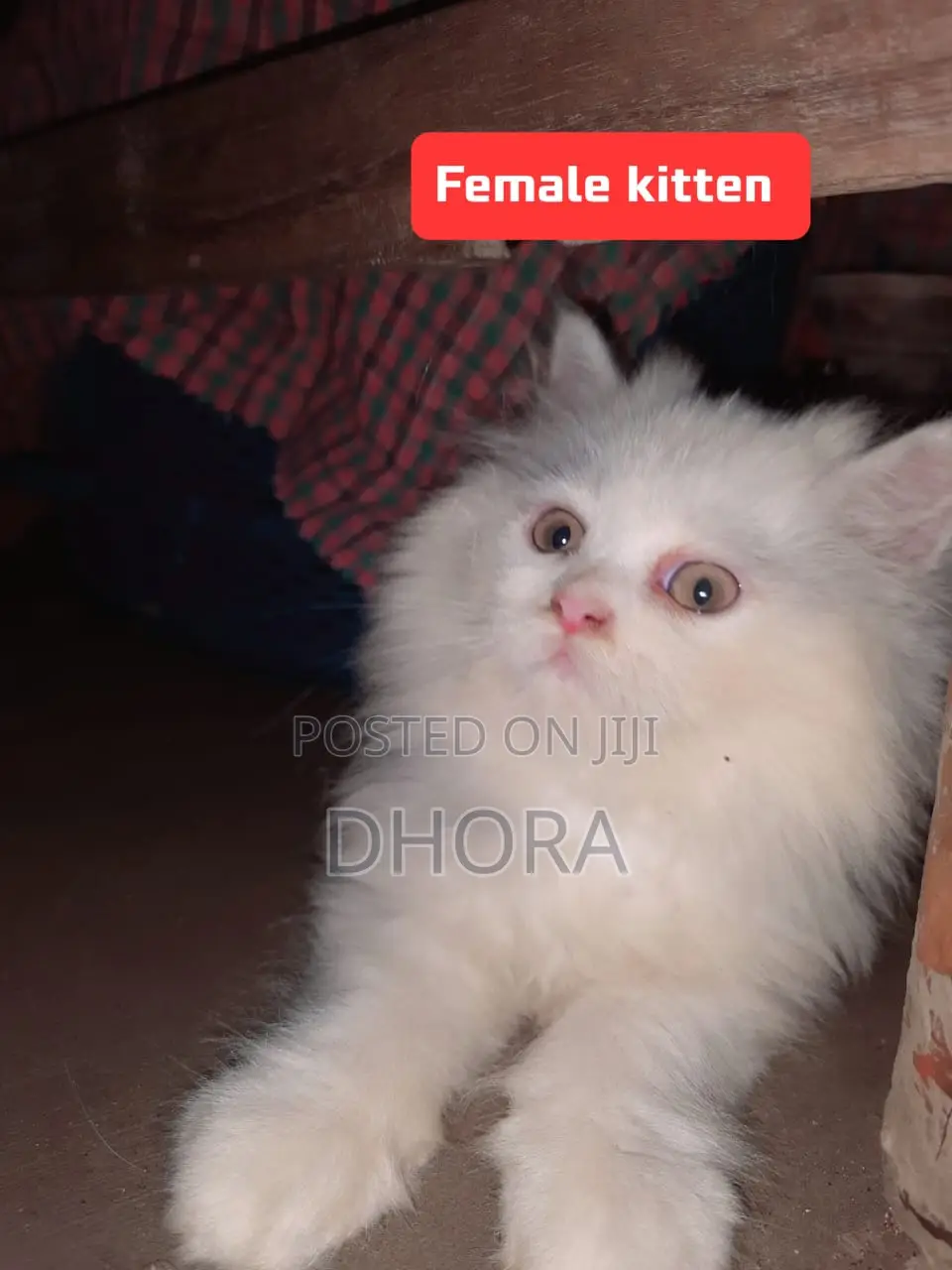 6-12 Months Female Purebred Persian