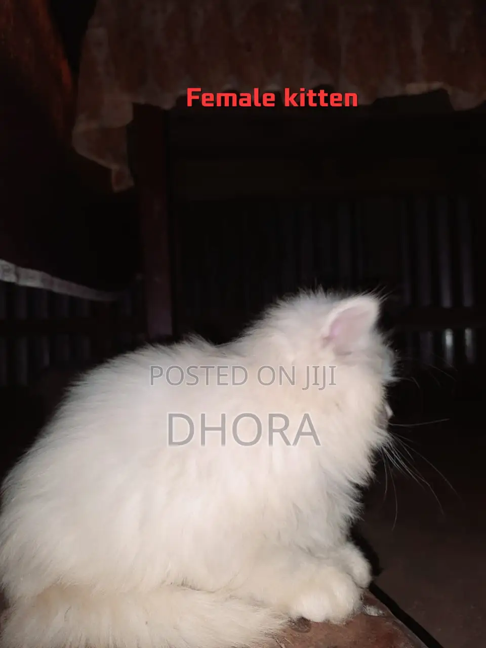 6-12 Months Female Purebred Persian