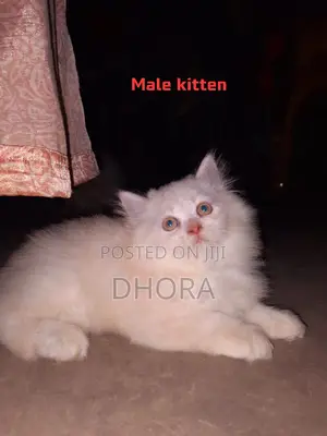 6-12 Months Female Purebred Persian