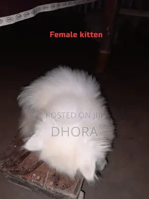 6-12 Months Female Purebred Persian