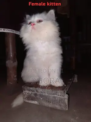 6-12 Months Female Purebred Persian