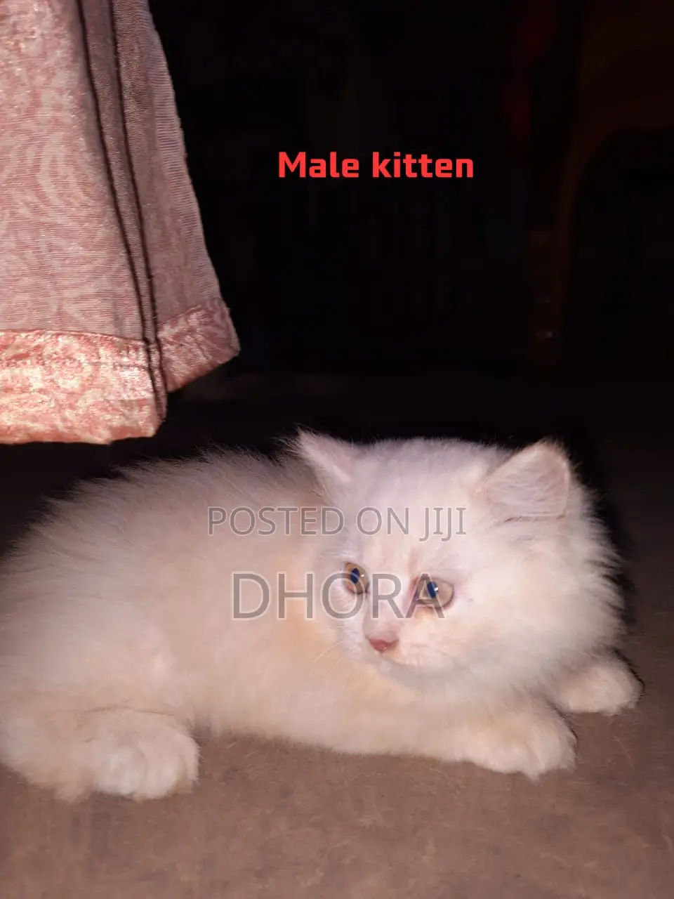 6-12 Months Female Purebred Persian