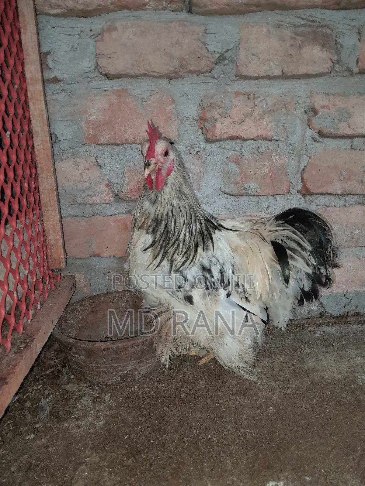 Light Coaching Chicken