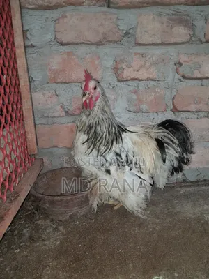 Photo - Light Coaching Chicken