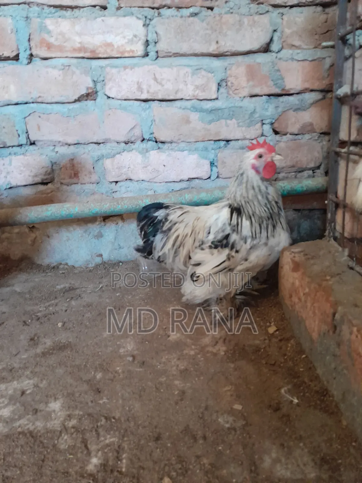 Light Coaching Chicken