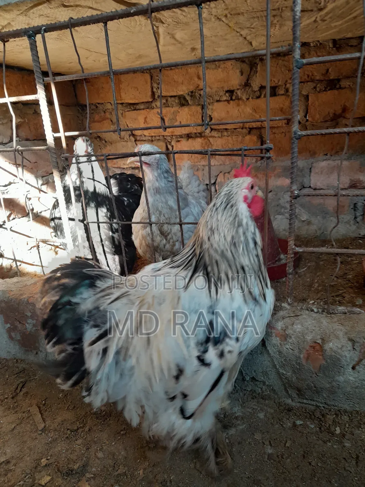 Light Coaching Chicken