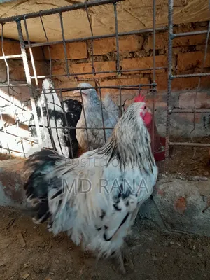 Light Coaching Chicken