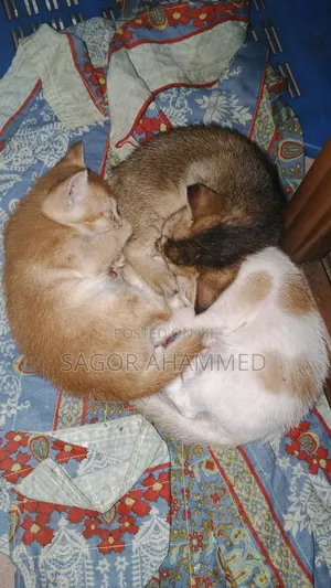 Photo - 1-3 Months Female Mixed Breed Bengal