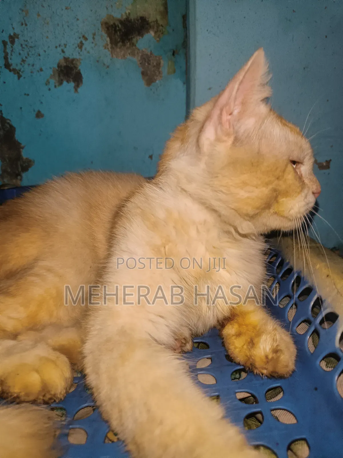 1+ Year Male Mixed Breed Persian