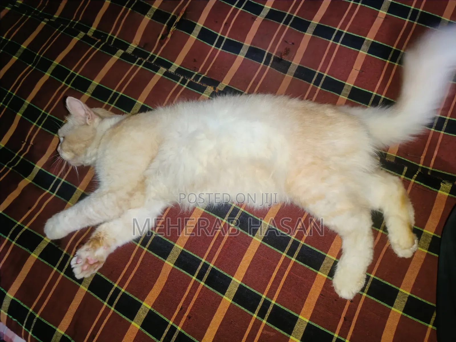 1+ Year Male Mixed Breed Persian