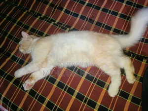 1+ Year Male Mixed Breed Persian