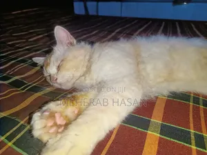 1+ Year Male Mixed Breed Persian