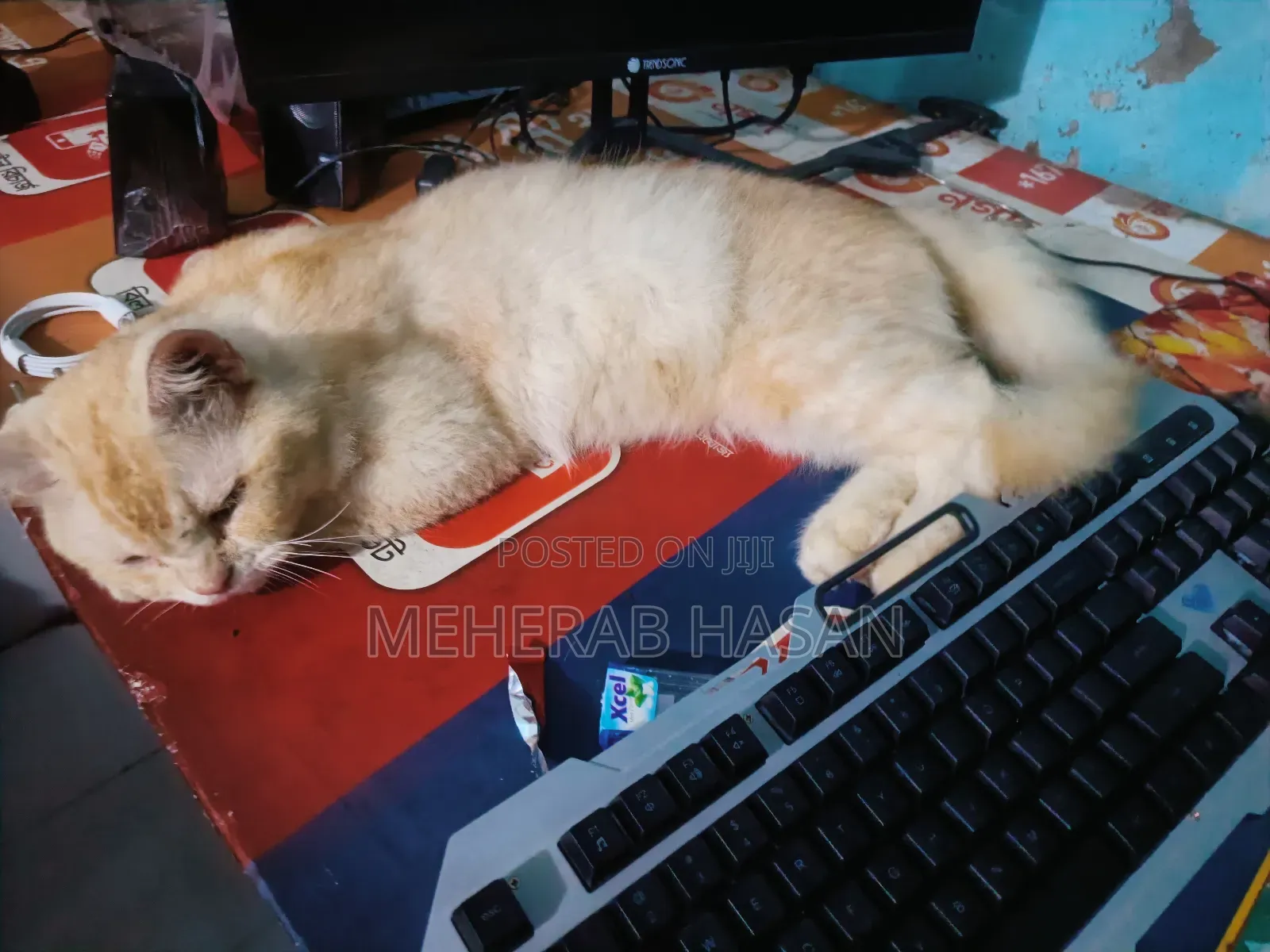 1+ Year Male Mixed Breed Persian