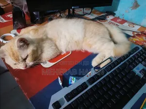 1+ Year Male Mixed Breed Persian