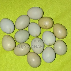 Photo - Big Size Japanese Quail Eggs