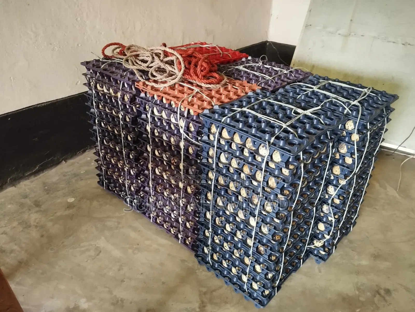 Big Size Japanese Quail Eggs