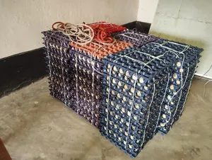 Big Size Japanese Quail Eggs