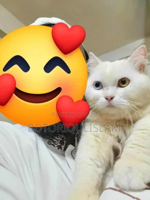 Photo - 1+ Year Male Purebred Persian