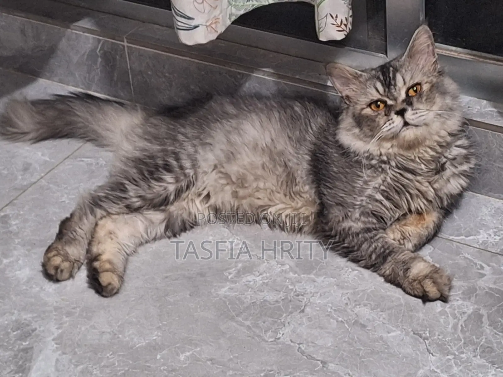 1+ Year Male Purebred Persian