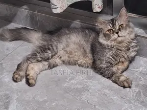 1+ Year Male Purebred Persian