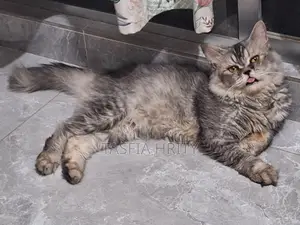 Photo - 1+ Year Male Purebred Persian