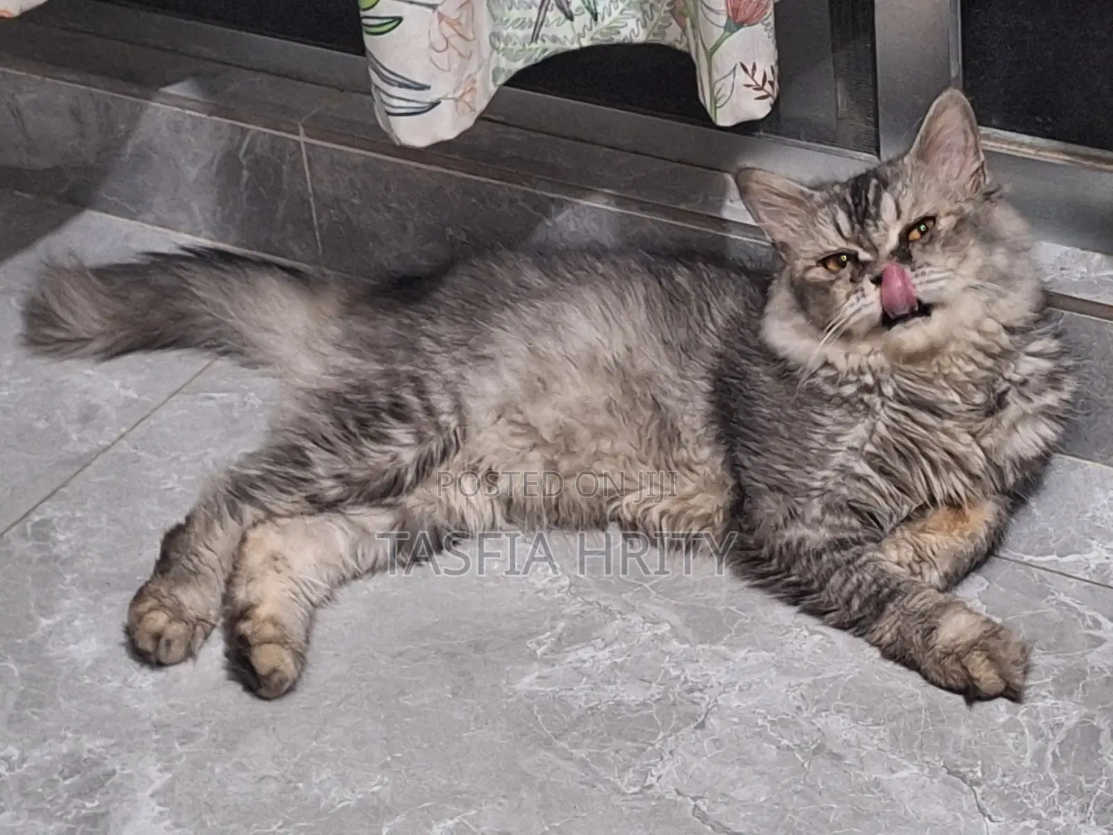 1+ Year Male Purebred Persian