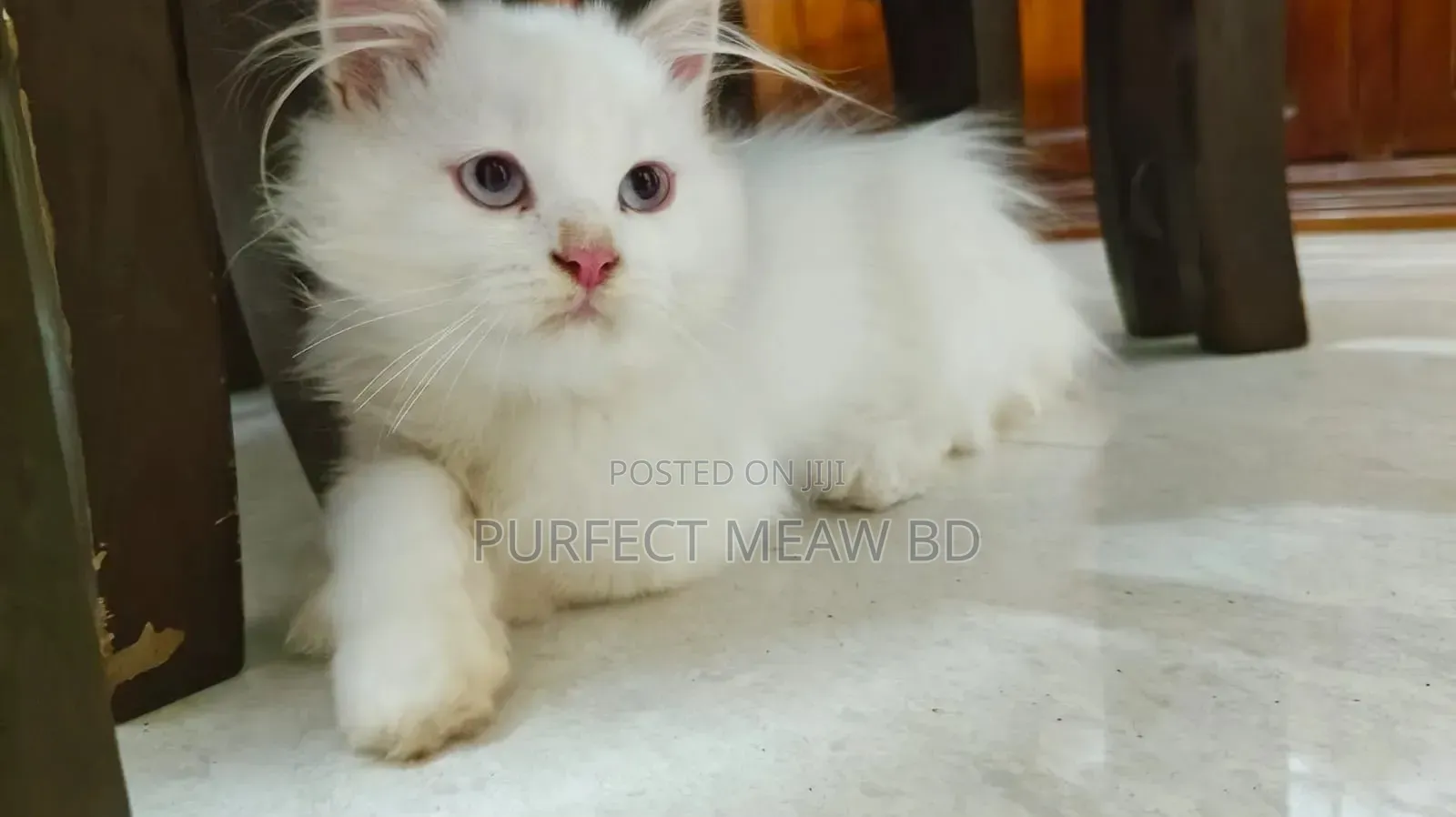 1-3 Months Female Purebred Persian