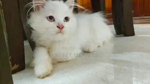 Photo - 1-3 Months Female Purebred Persian