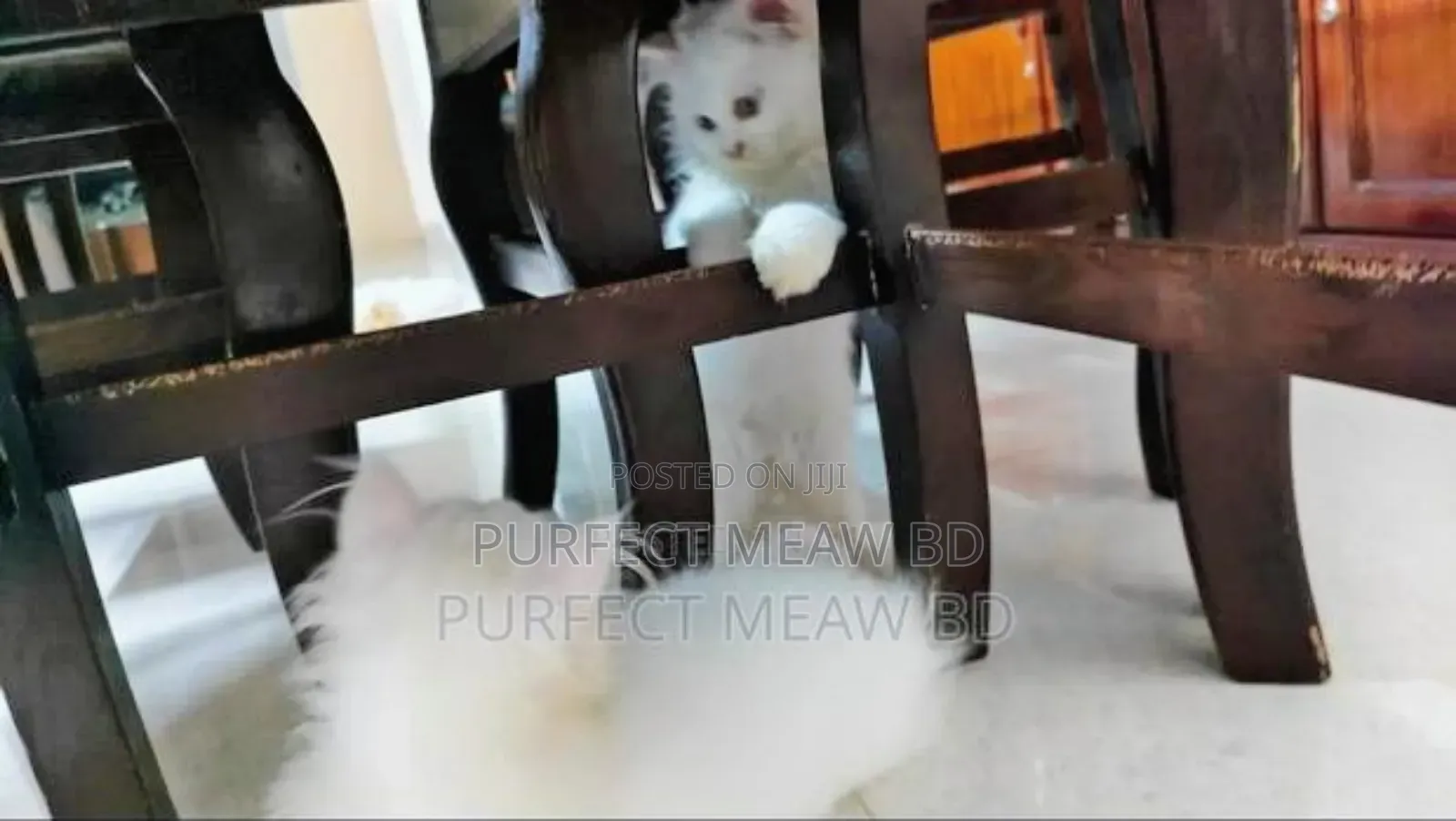 1-3 Months Female Purebred Persian