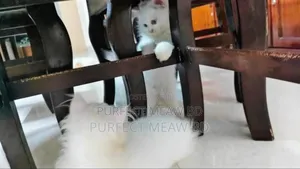 1-3 Months Female Purebred Persian